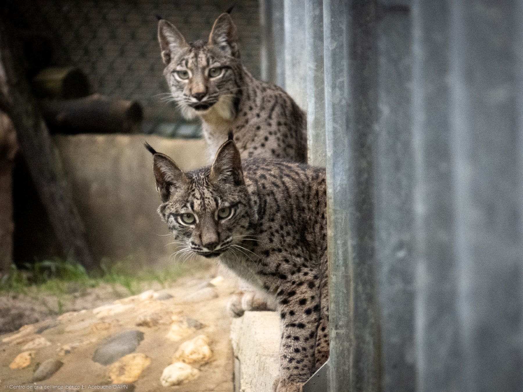 Astudillo Palencia linces ibéricos Virgo Vuelvepiedras El Acebuche