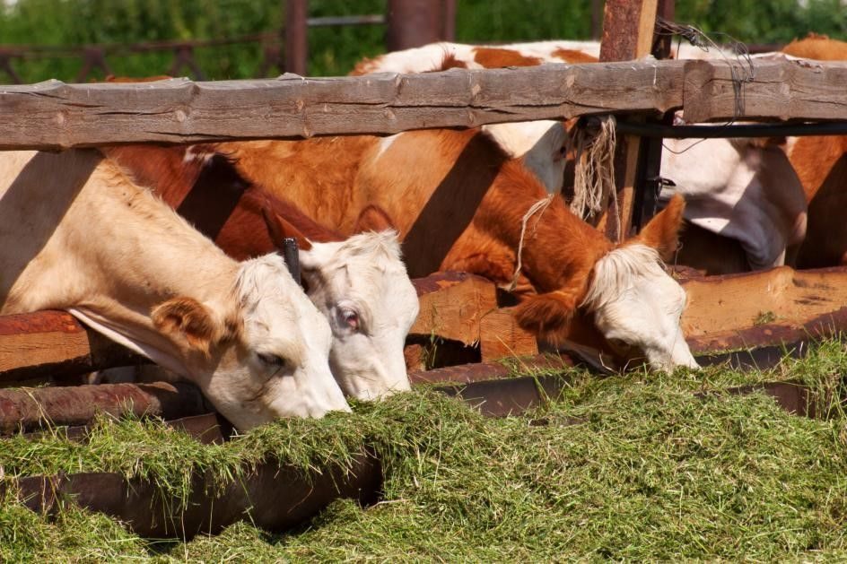 Bifeedoo pienso ecológico