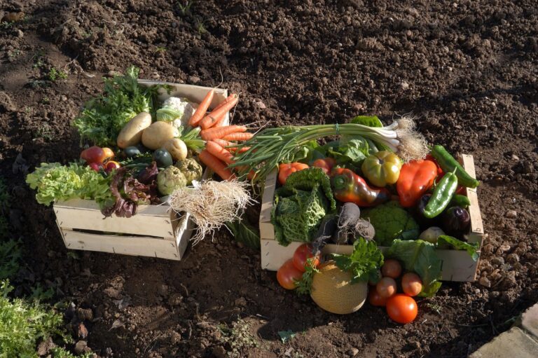 BioCultura A Coruña 2025 Galicia producción ecológica