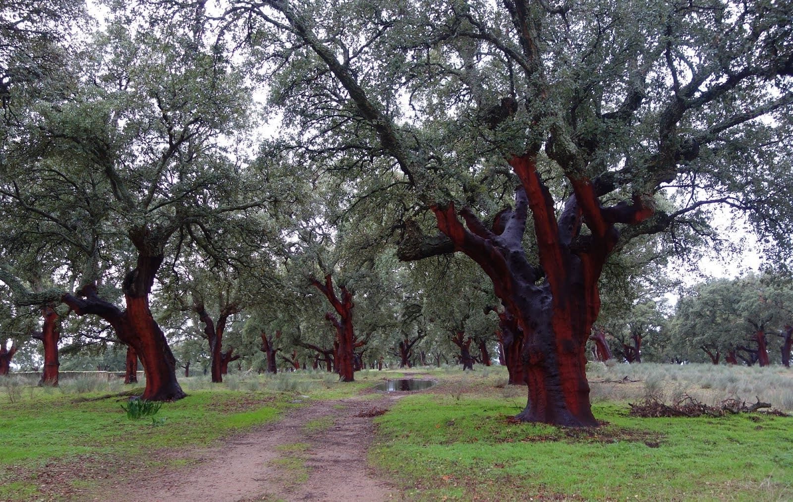 CICYTEX buenas prácticas selvícolas alcornocales Valle Árrago