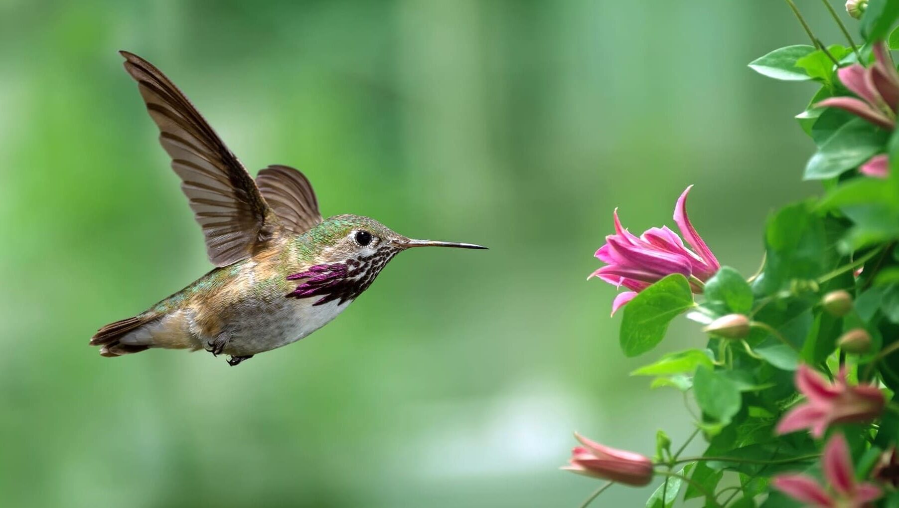 COP16 de biodiversidad Cali FAO Roma