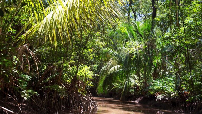 Cambio climático descubrimiento proteger turberas tropicales selva amazónica