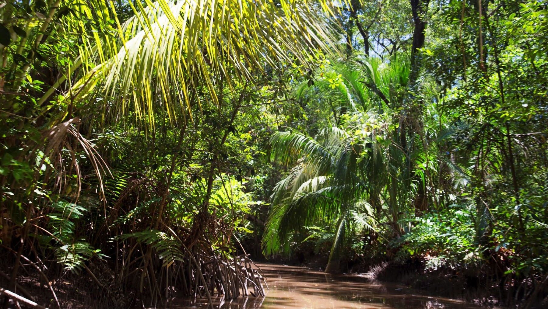 Cambio climático descubrimiento proteger turberas tropicales selva amazónica