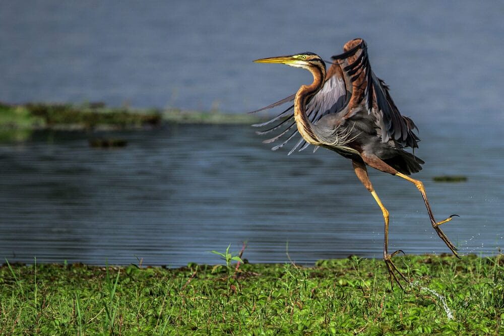 Cantabria Parque Natural Marismas Santoña proyecto Life+ Humedales