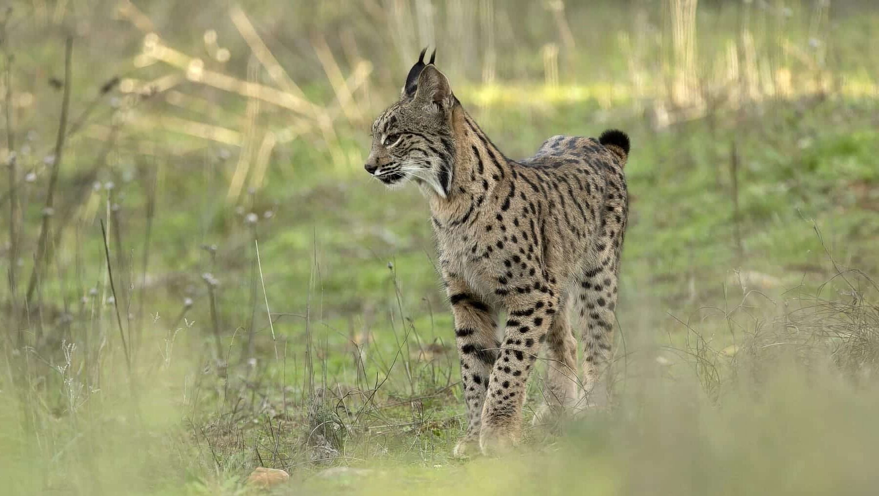 Castilla-La Mancha linces ibéricos Cuenca