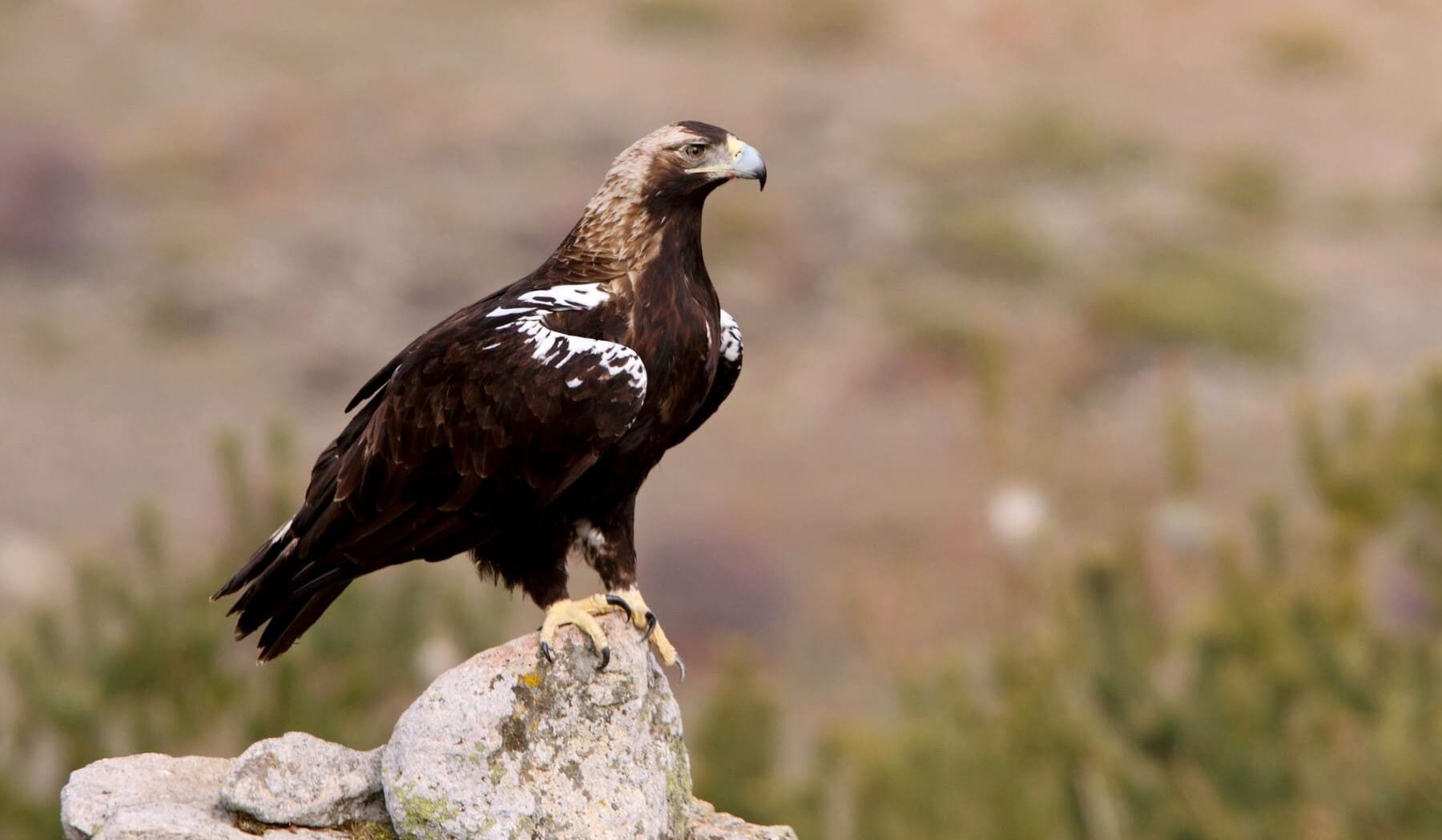 Castilla León Centro Recuperación Animales Silvestres Segovia