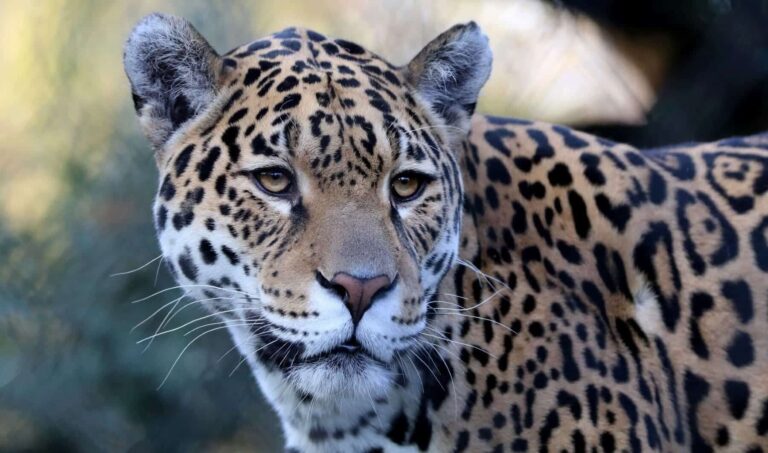 Caza & Safari: empresa investigada por delitos de ‘depredación de fauna silvestre’ y ‘maltrato animal’