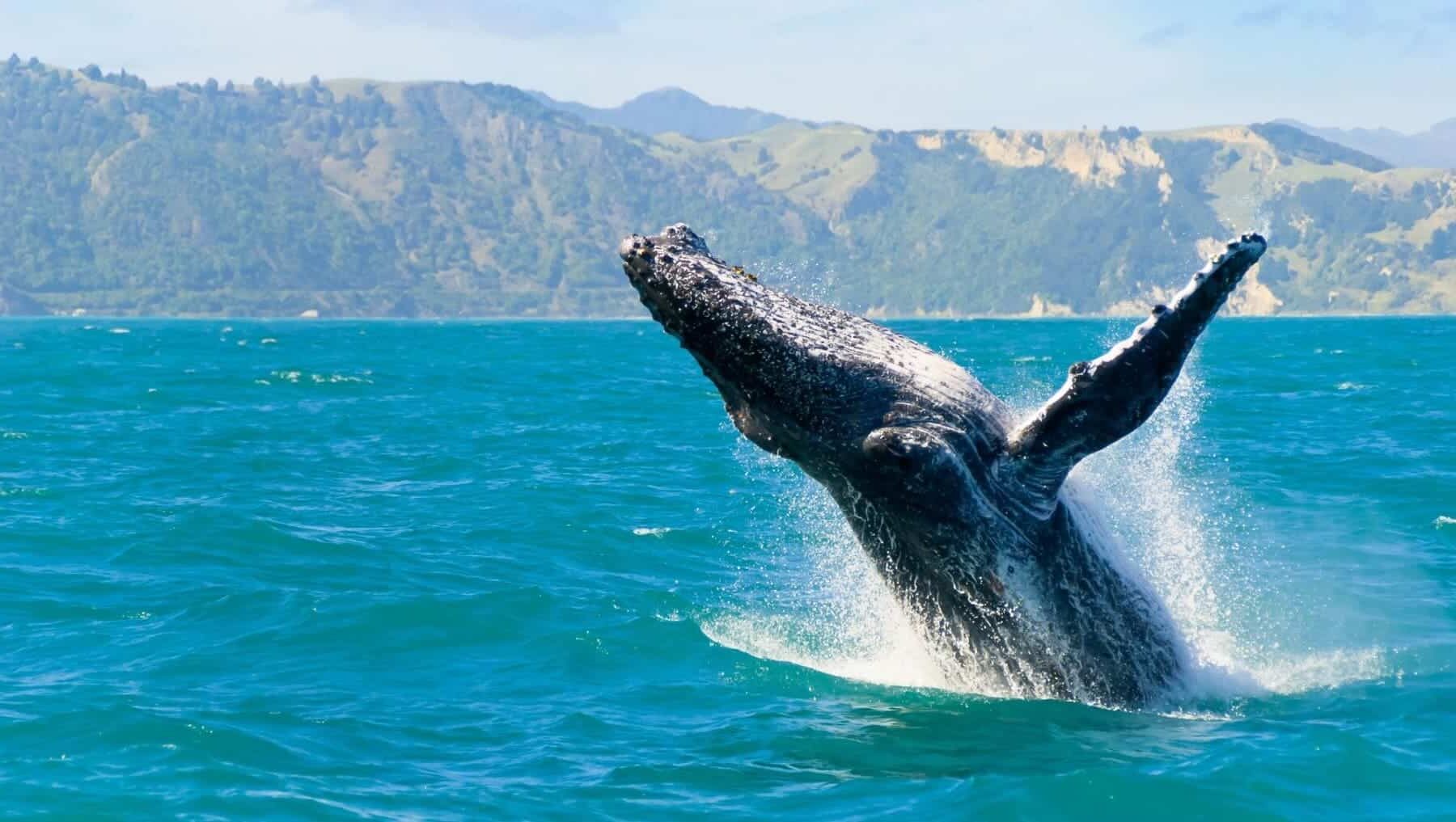 Chile mortalidad ballenas colisión buques