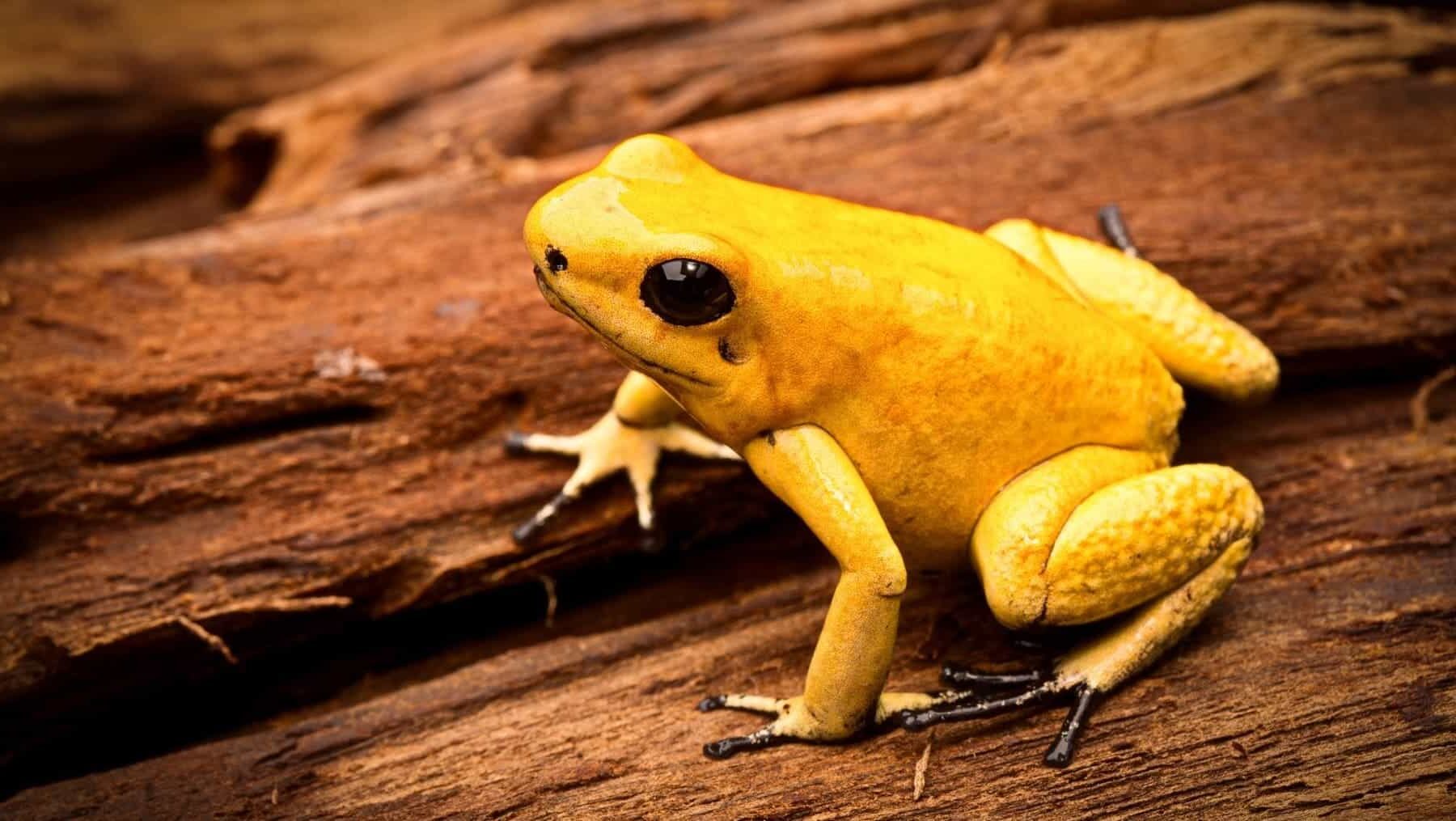 Colombia exportaciones ilegales ranas venenosas