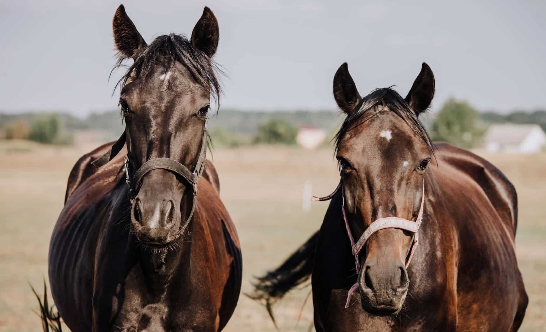 ganaderos coruñeses morir animales