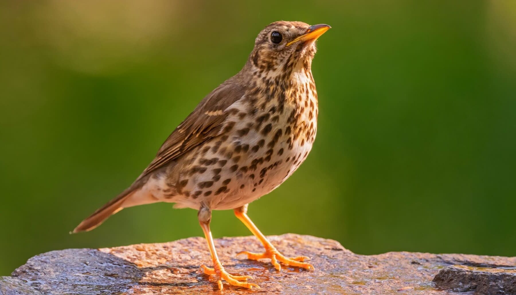 Congreso Español Ornitología 2025