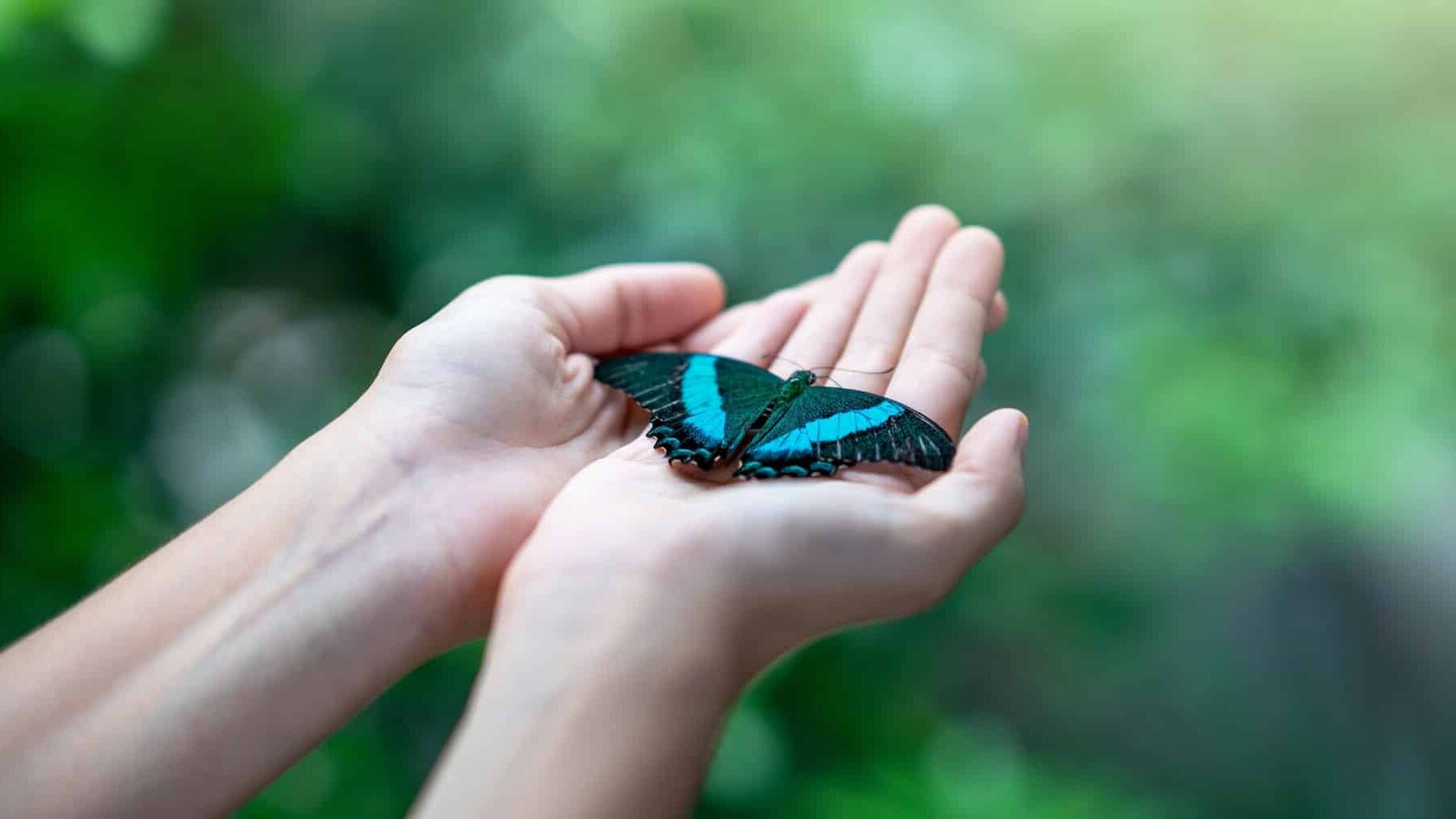 Cumbre Mundial Biodiversidad COP16 Roma