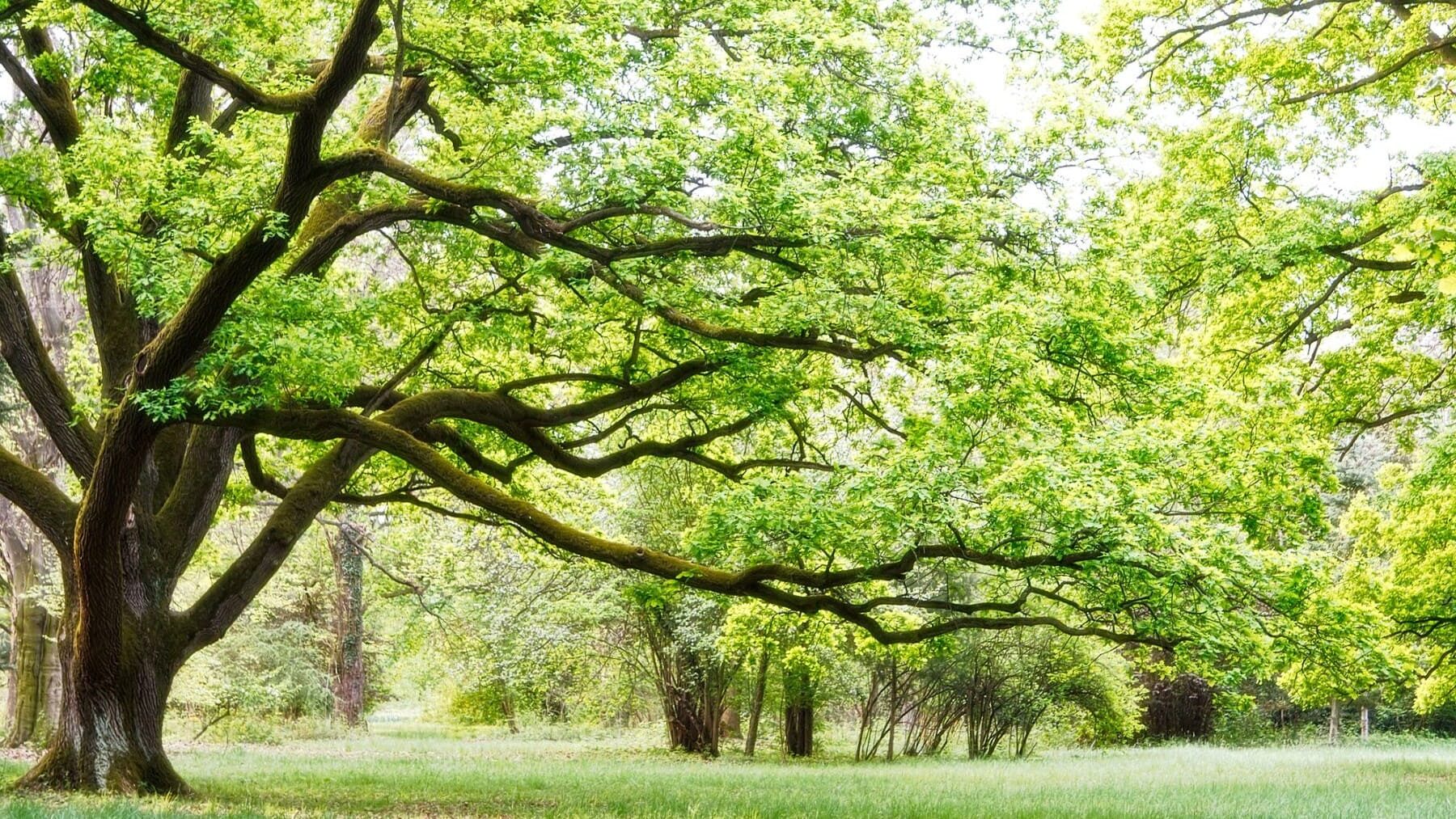 Custodia Territorio bosques abandonados bioeconomía