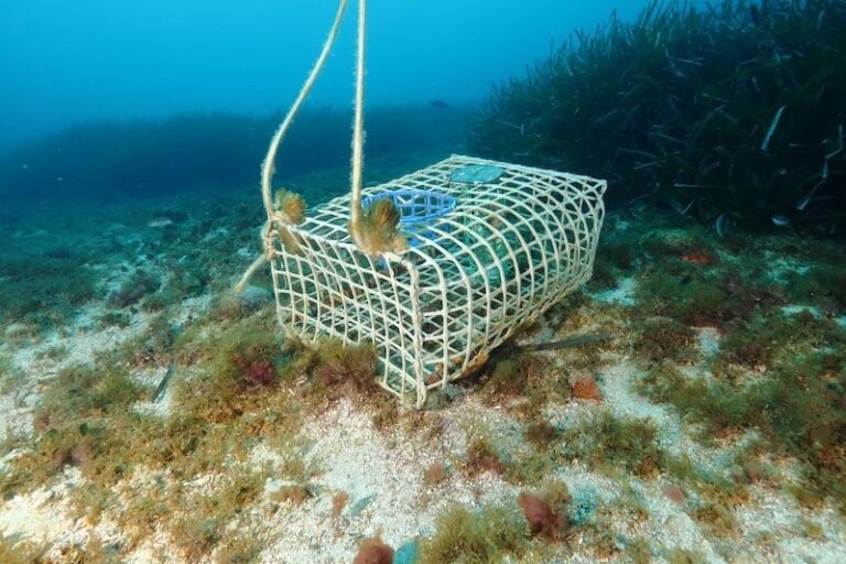 Denuncian Gobierno francés pesca áreas marinas protegidas