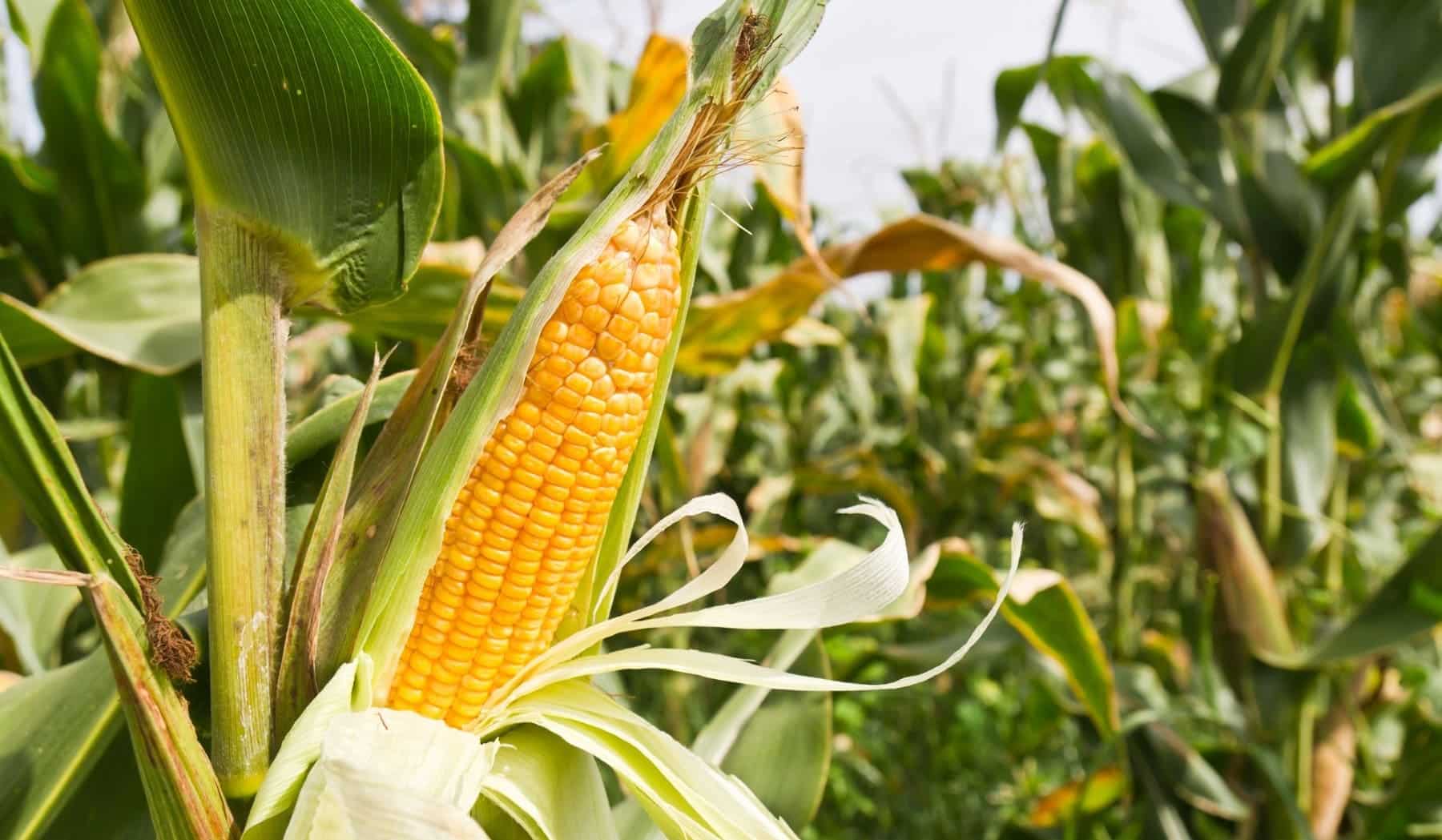 Amazonia precolombina sistema riego maíz