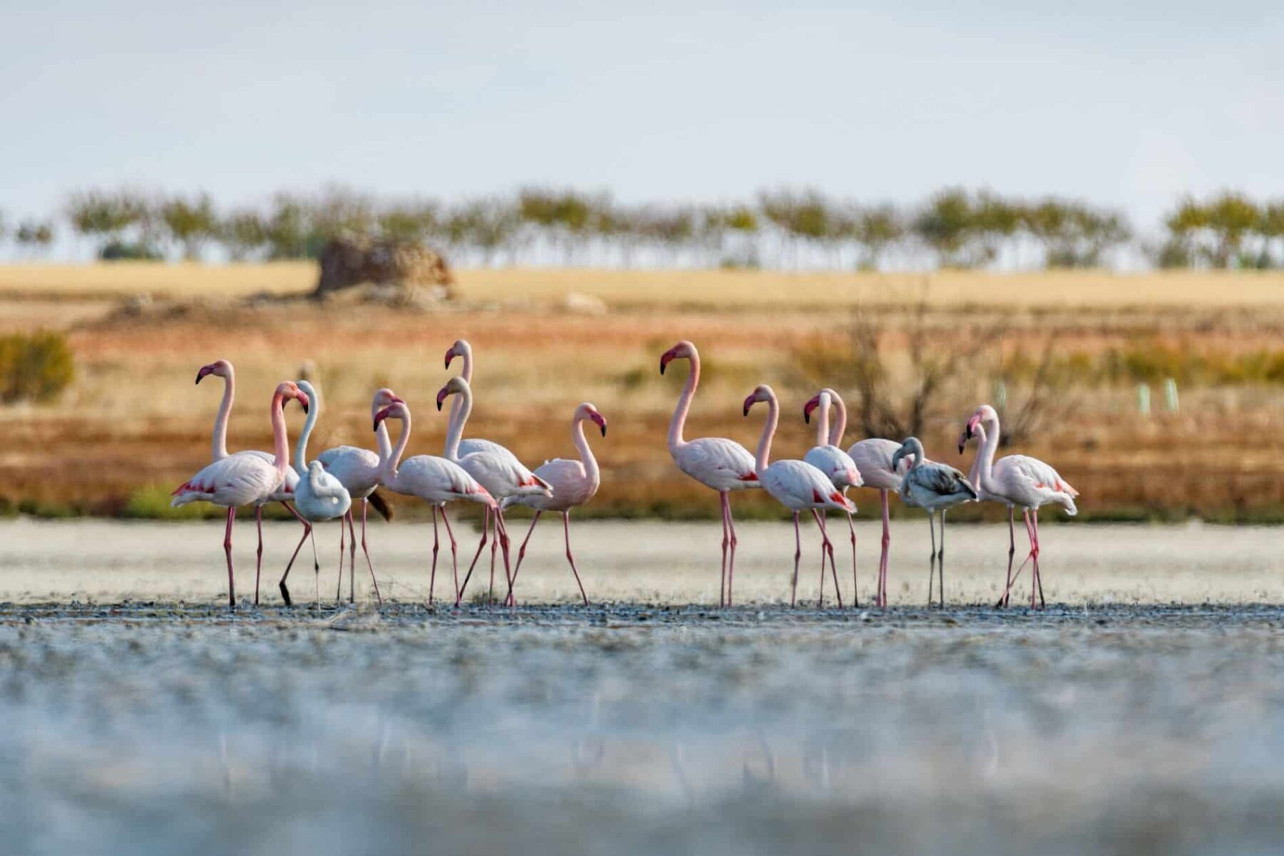 Doñana aves biodiversidad agua