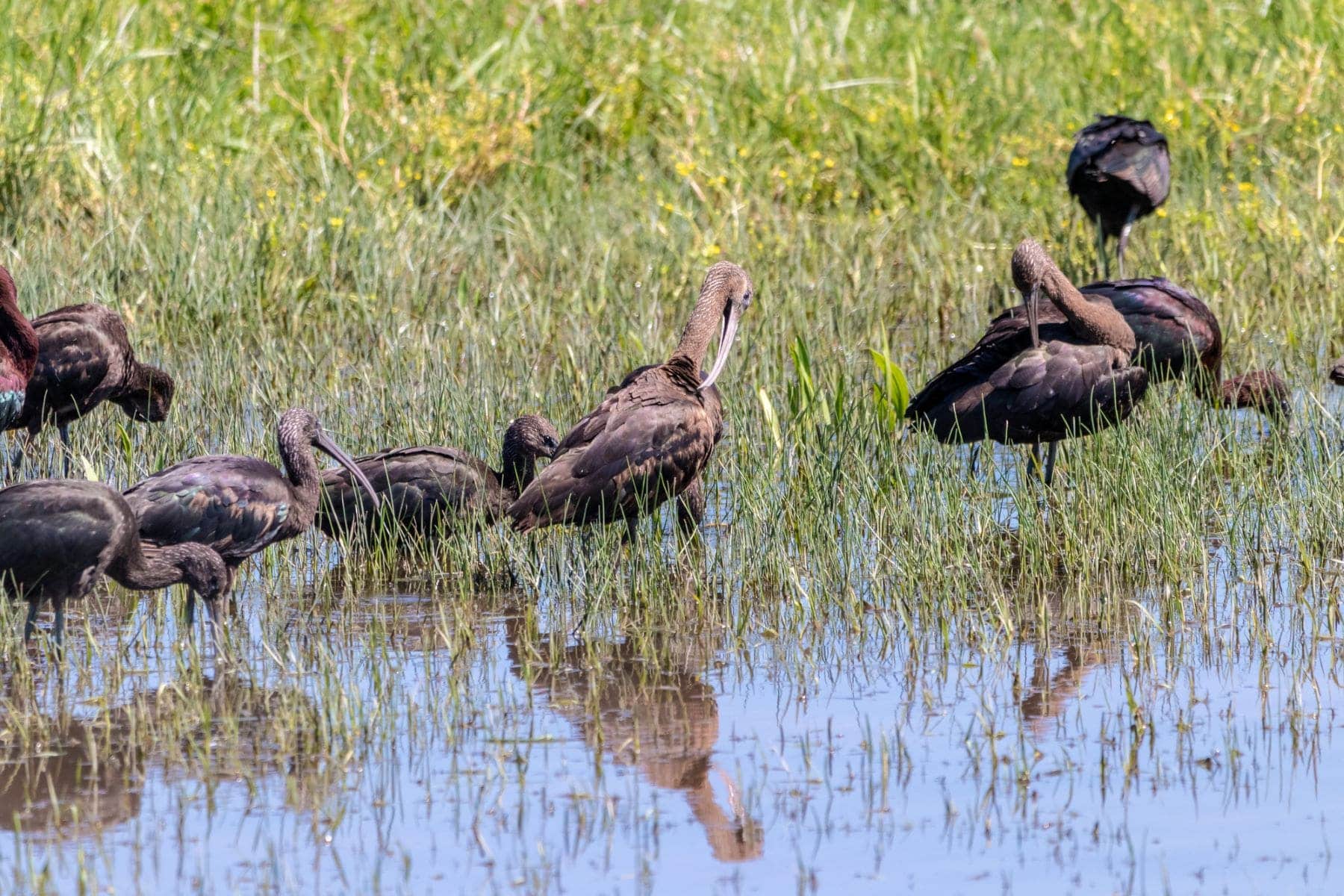 Doñana lluvias septiembre déficit hídrico