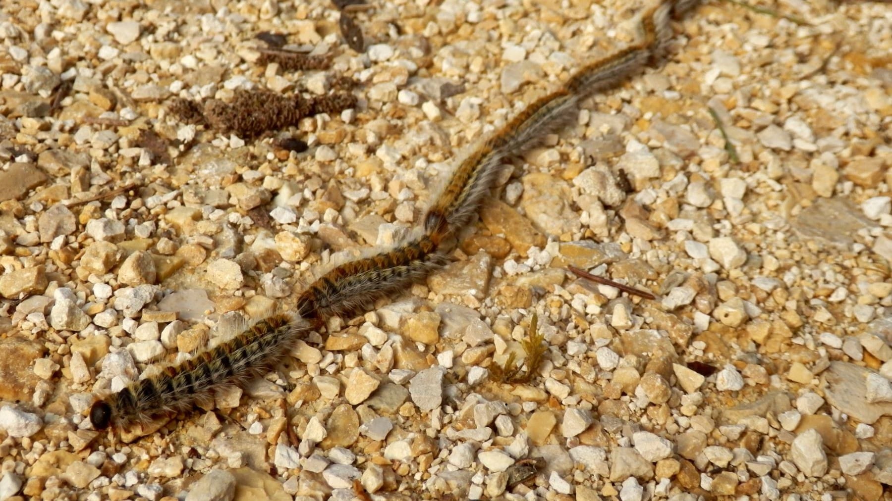 Madrid dron oruga procesionaria pinos cedros