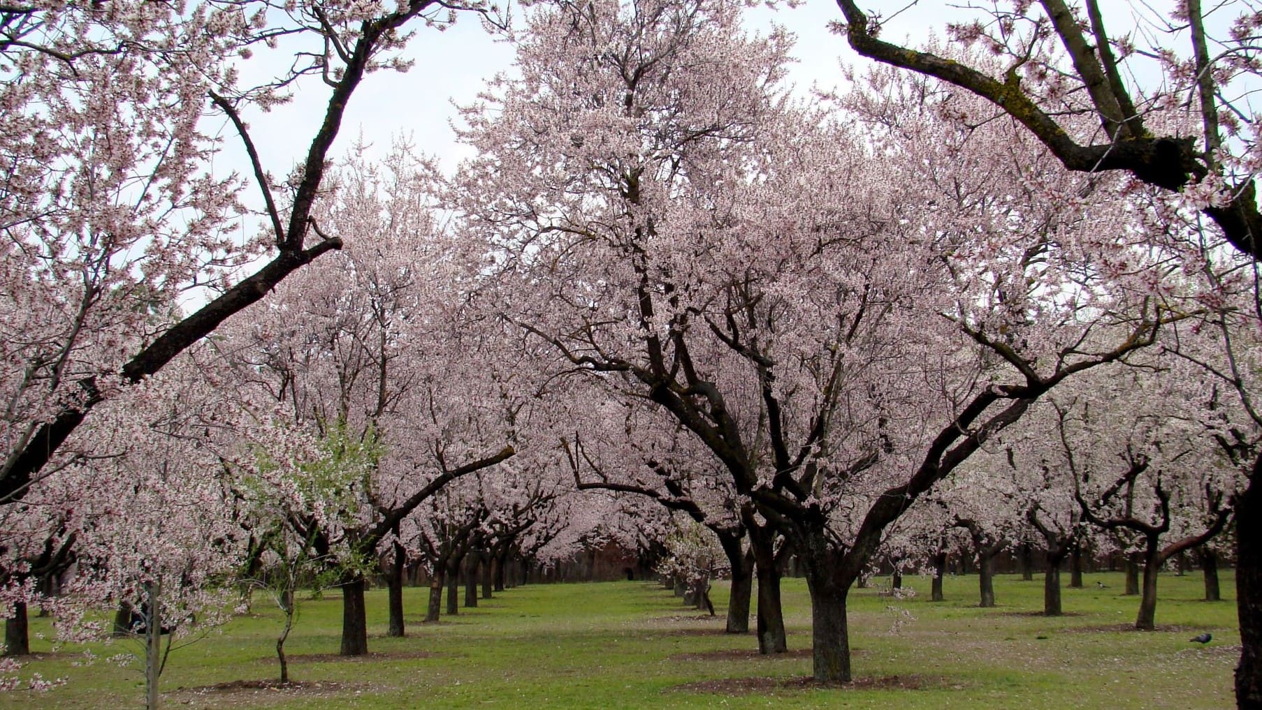Madrid actualiza almendral Quinta Molinos espectáculo floración