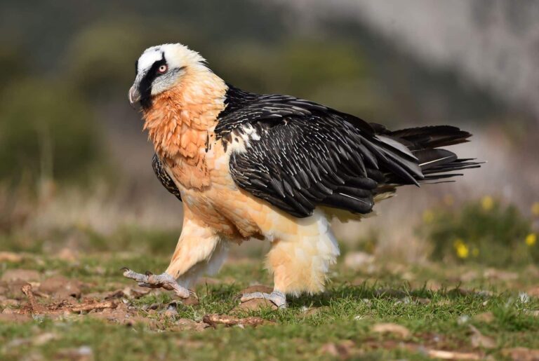 Cantabria Fundación Conservación Quebrantahuesos