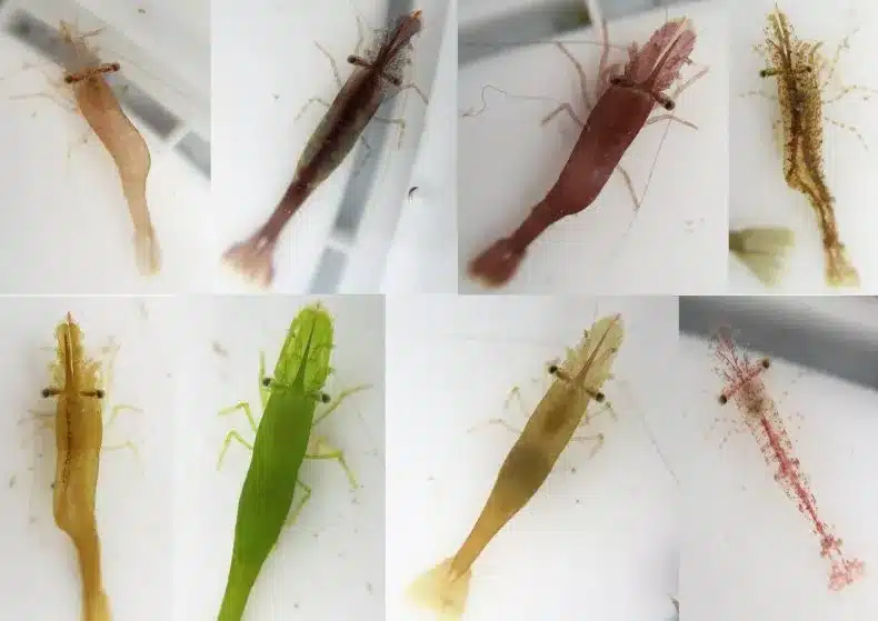 camarón camaleón especies algas invasoras