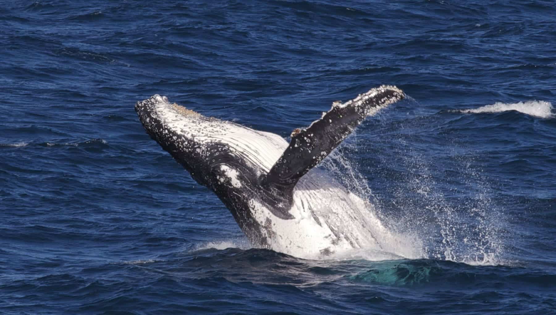 ballenas largas migraciones