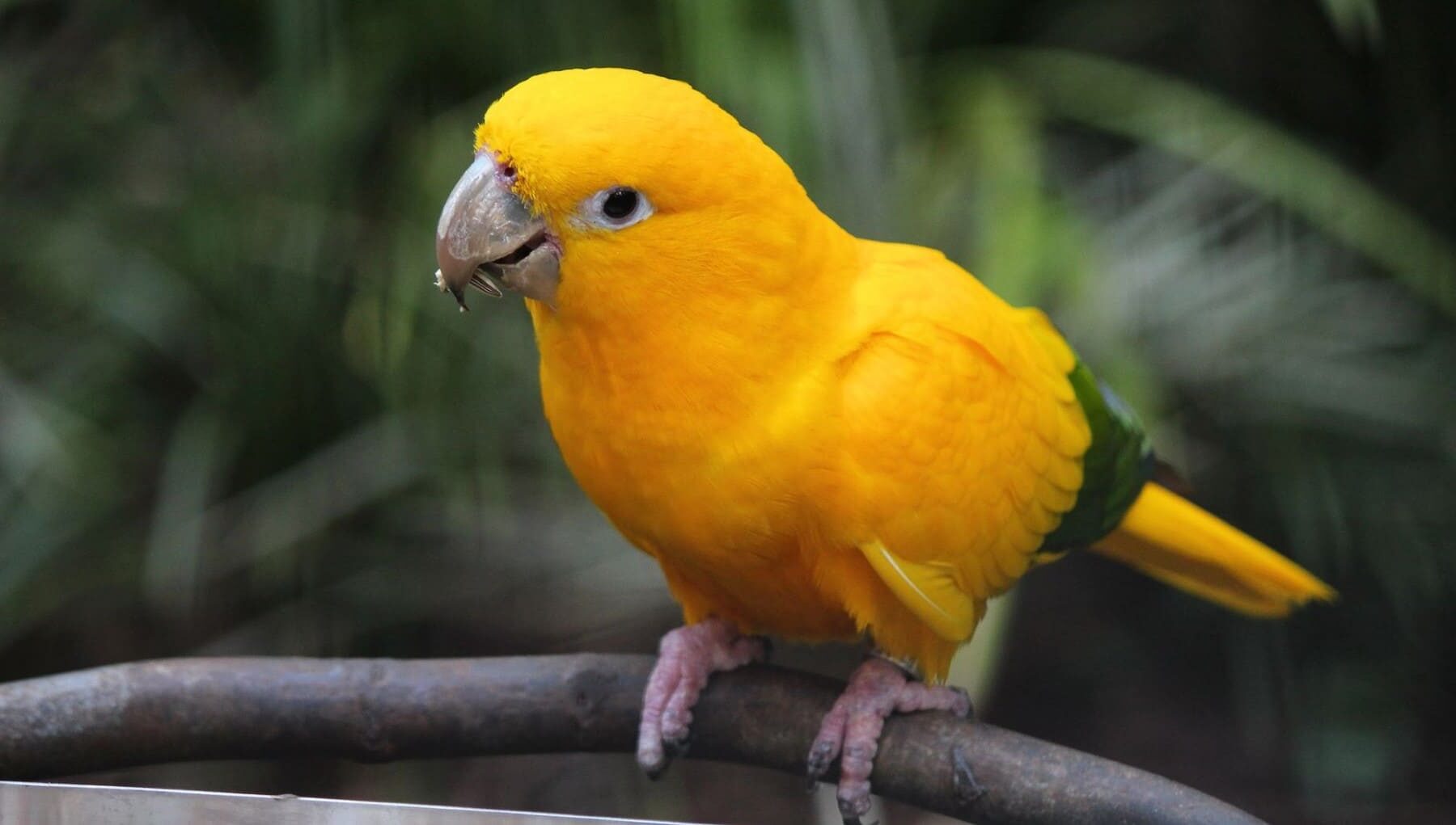 periquito dorado peligro extinción Amazonía brasileña