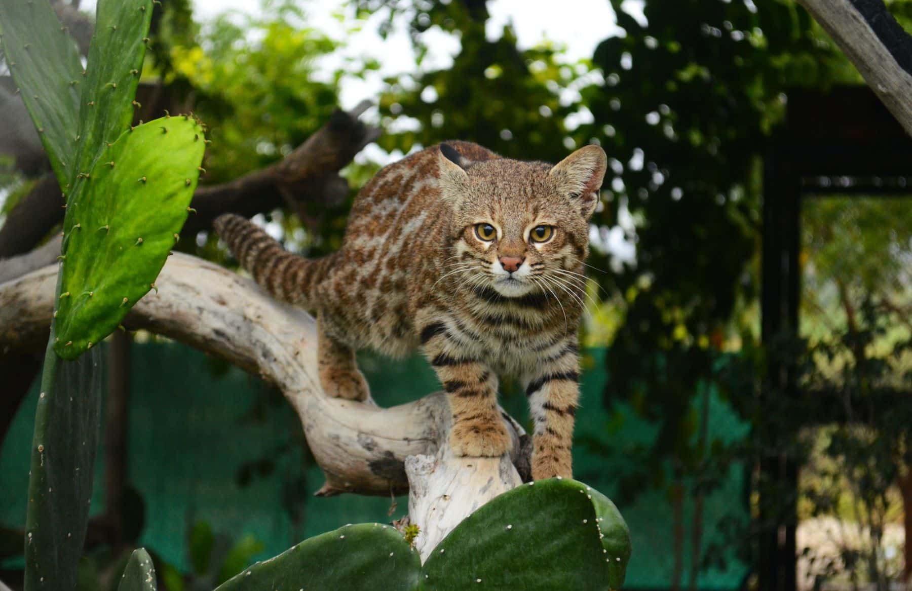 gato pampas Ecuador
