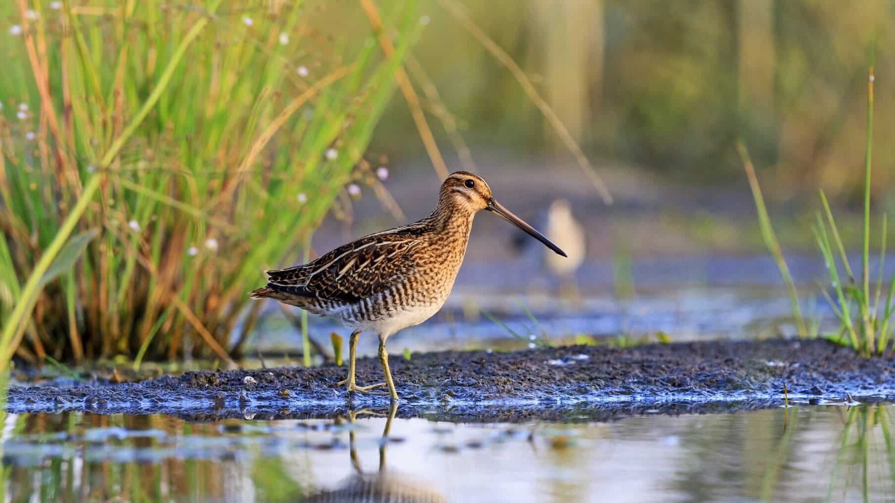 Galicia humedales biodiversidad
