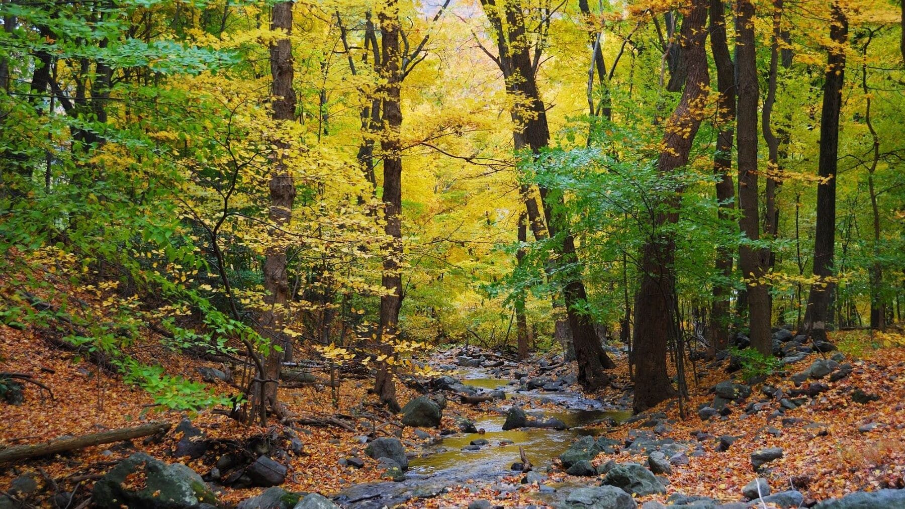 bosque maduro setas pájaros trepadores microorganismos madera muerta