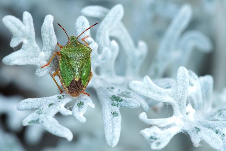 Insectos invierno cambio climático