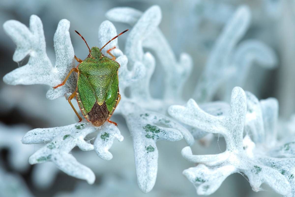 Insectos invierno cambio climático