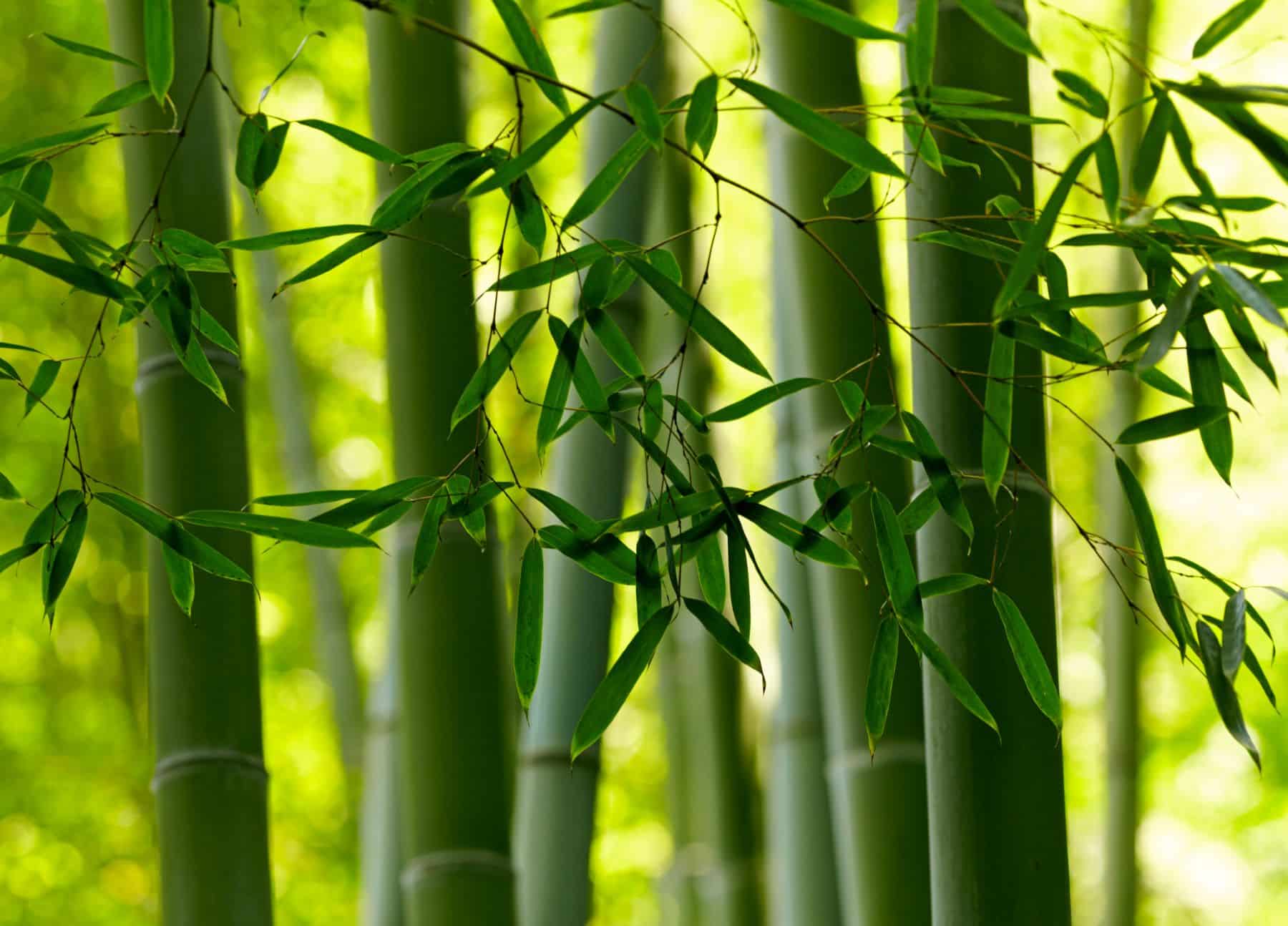 Agencia Vasca del Agua bambú Arrarte y RSUs