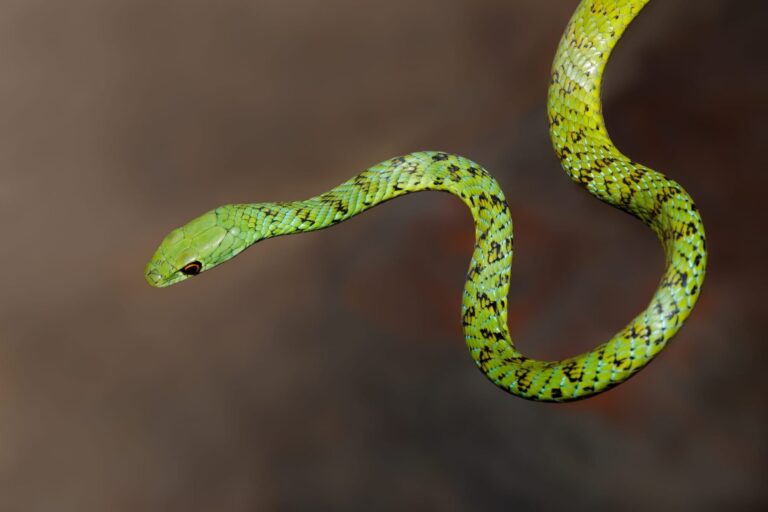 IA mordeduras serpiente muertes anuales