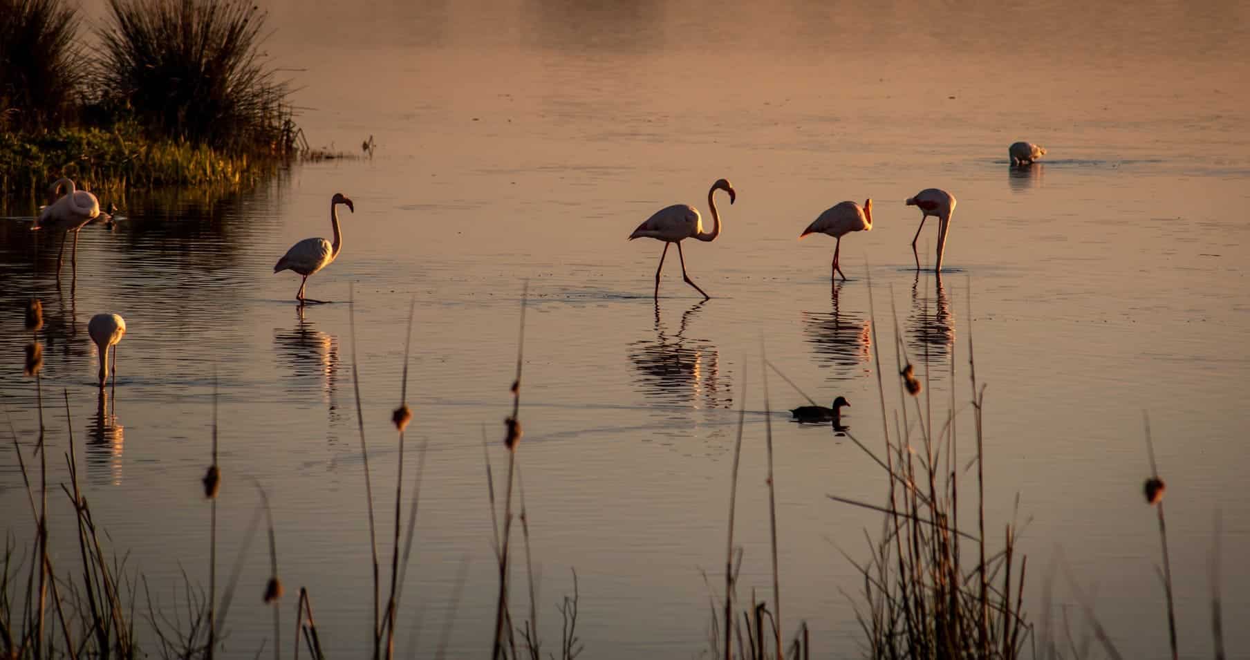 Andalucía Doñana humedales