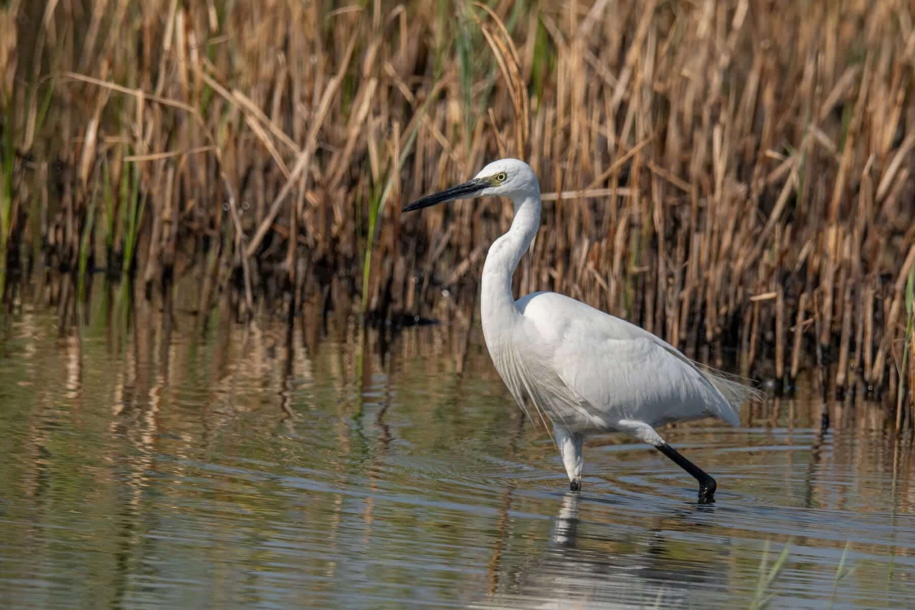 Junta Castilla León humedal La Nava