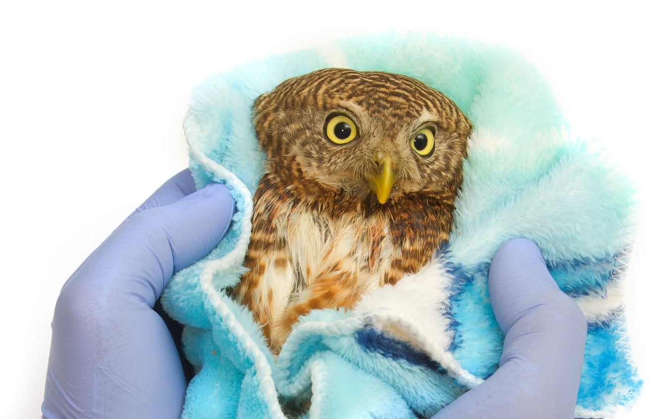 Xunta Galicia ornitológico gallego