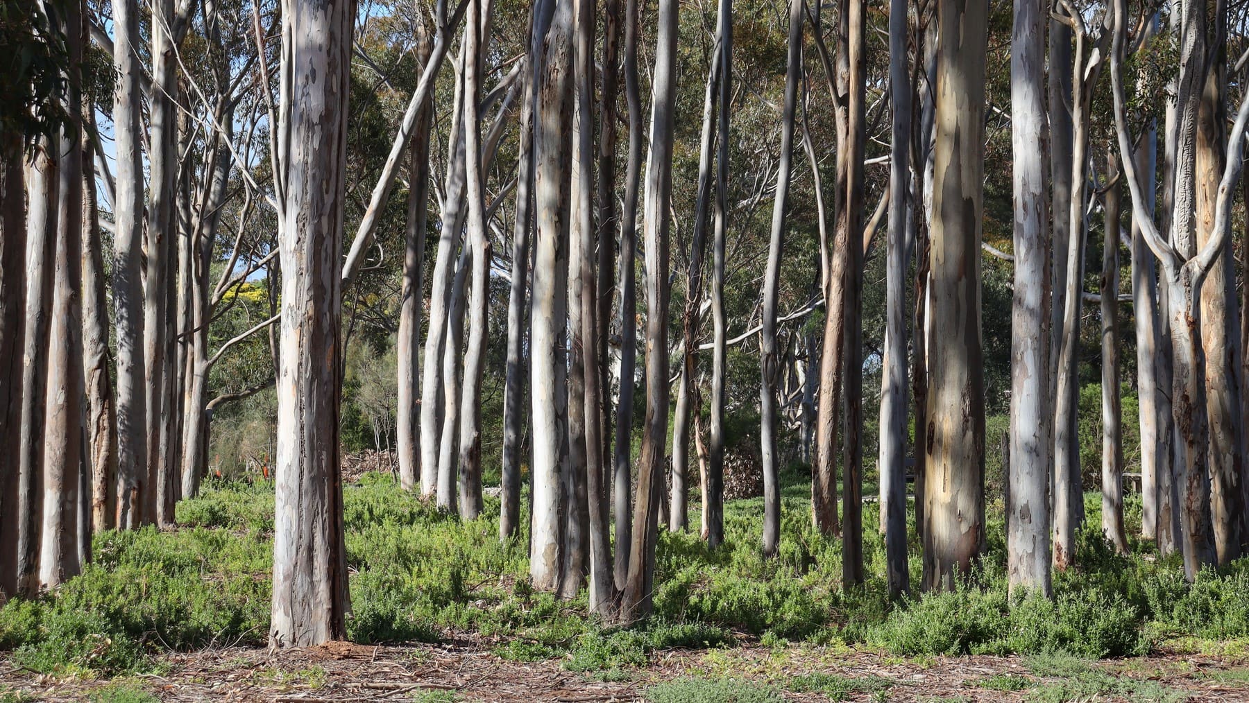 especies invasoras almacenar carbono suelo bosques