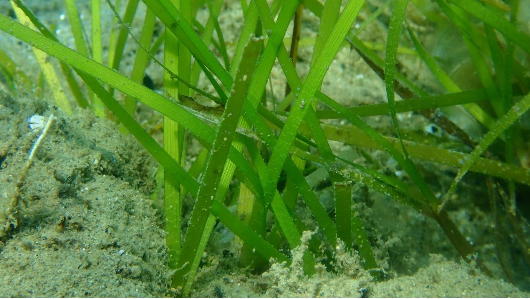 Mar Menor trasplantes fanerógamas pradera marina
