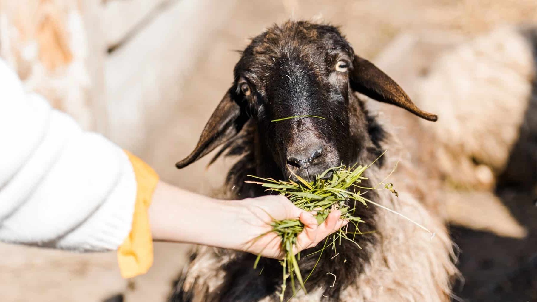 Mujeres neorrurales agroecológicas región Madrid