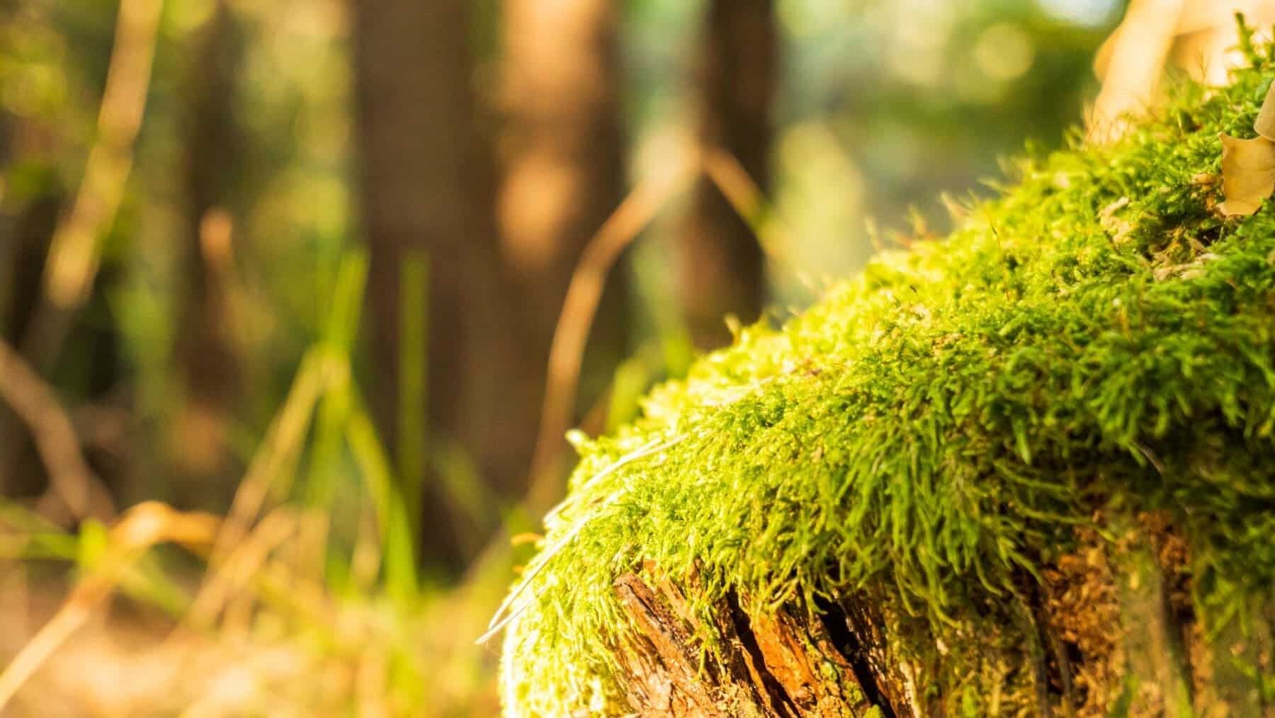 Murcia documental La conexión verde