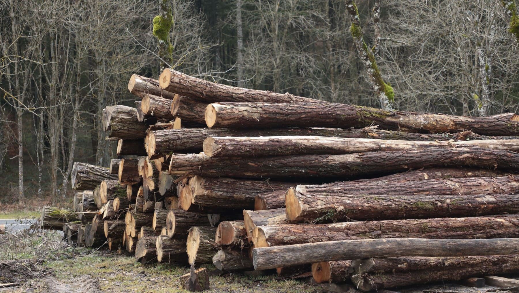 navarra-ayudas-bioeconomia-forestal