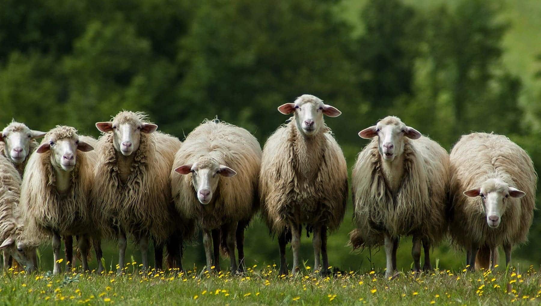 virus lengua azul afecta rumiantes domésticos salvajes