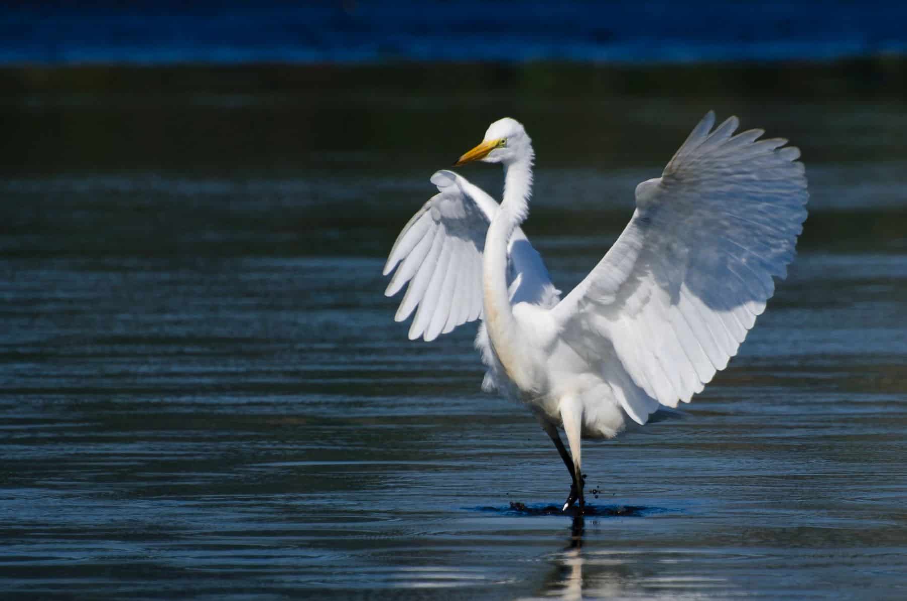 biodiversidad restauración ecológica finca Los Mimbrales