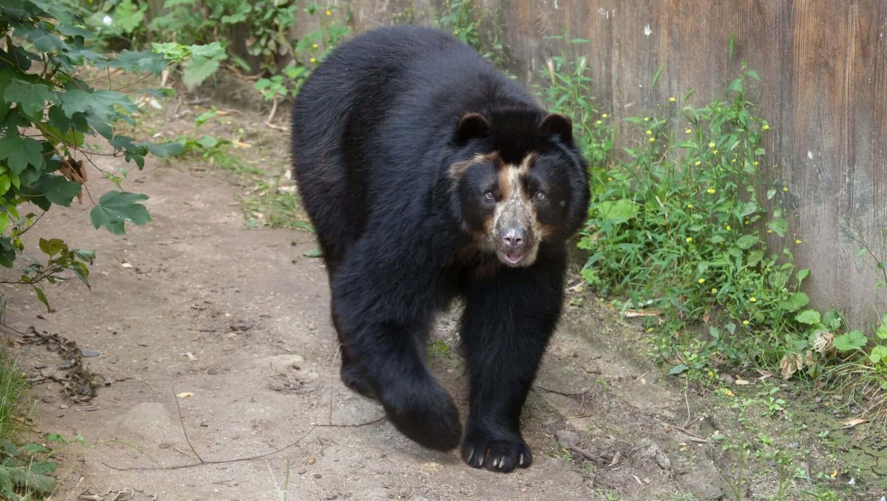 Oso anteojos sociedad civil une protegerlos