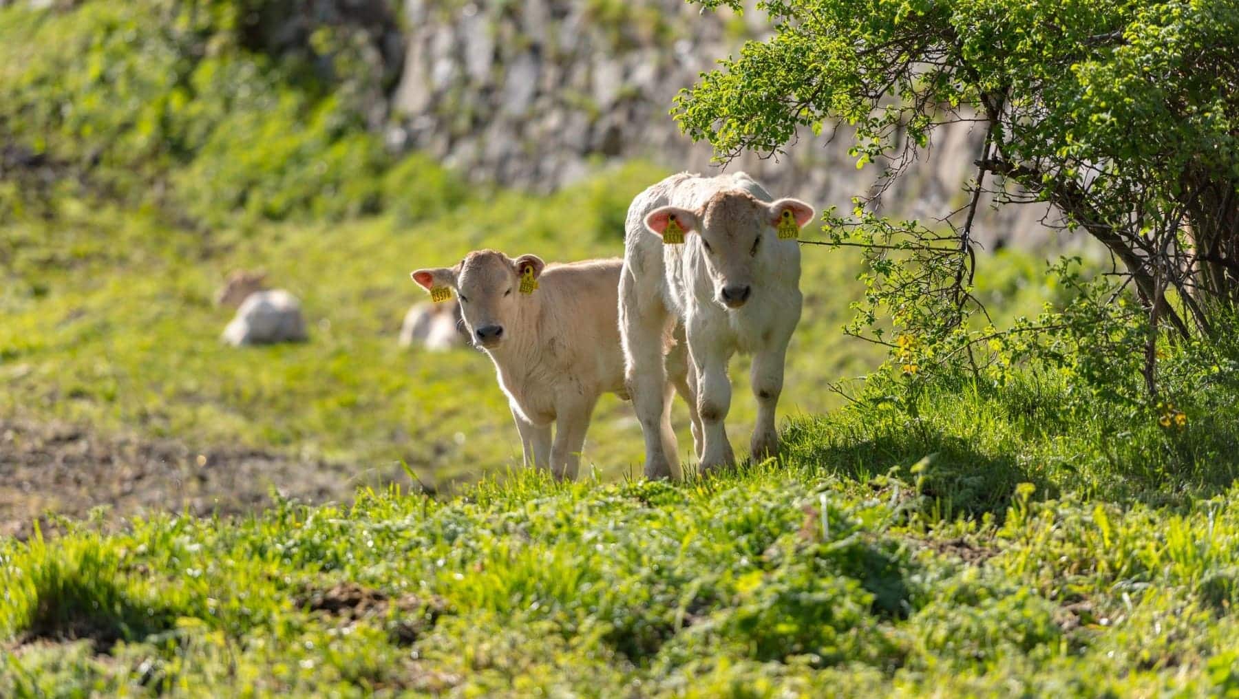 Ourense economía circular ganadería sostenible Limia