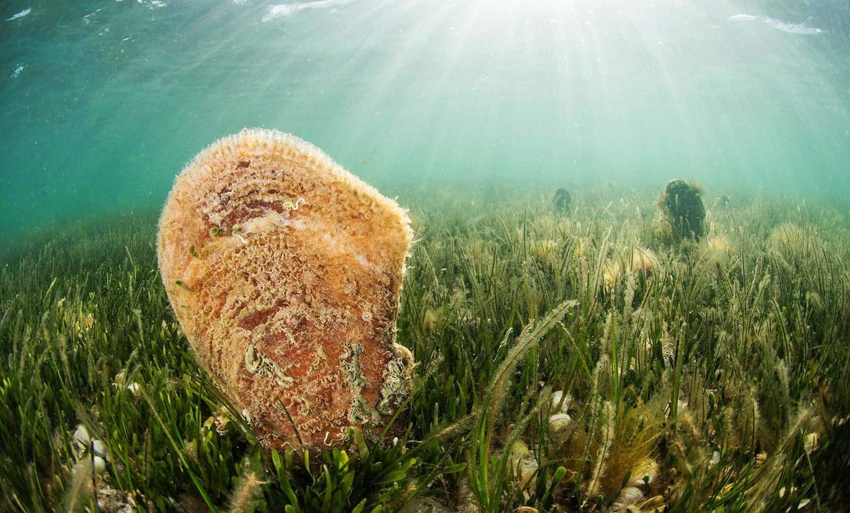 boyas fondeo Mar Menor nacra