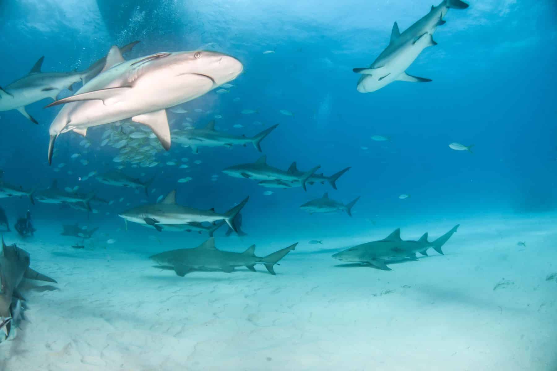 Perú corrupción pesca ilegal tiburones Reserva Nacional Paracas
