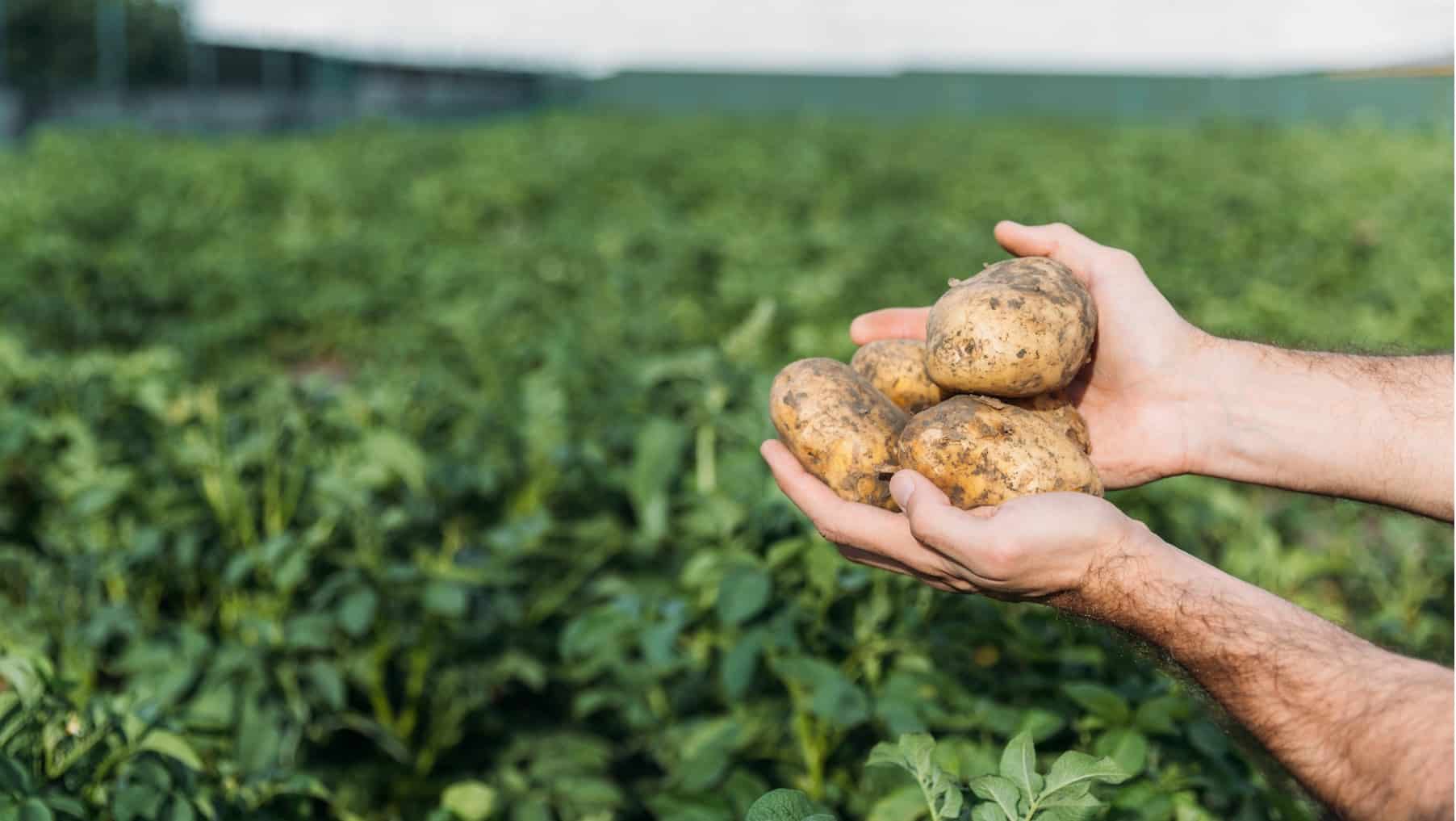 Premios Ecológicos Europeos Región de Murcia categoría región orgánica