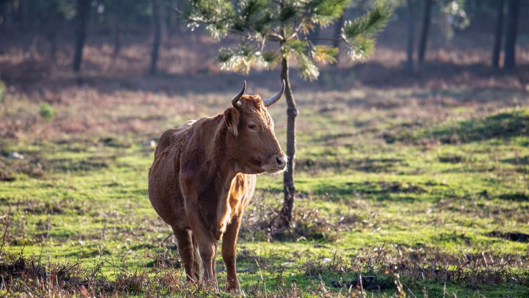 Programa Territorio Soutos emprendimiento recursos naturales comarca